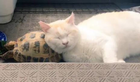 乌龟和猫能一起养吗