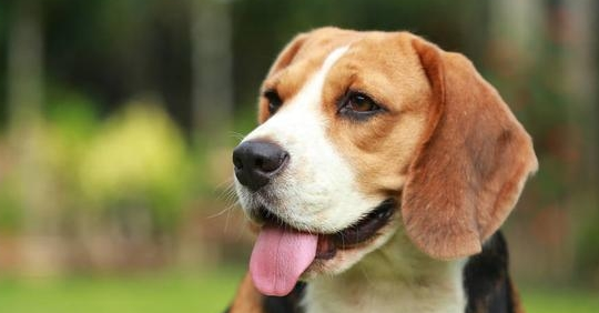 比格犬的训练常见问题?训练问题有哪些? 比格犬的训练常见问题?训练问题有哪些?