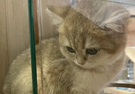 猫放宠物店寄养一个月多少钱