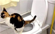 刚接回家的小猫如何训练猫咪使用抽水马桶?