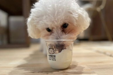 狗子吃酸奶会怎么样