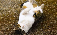 猫咪为什么会打滚