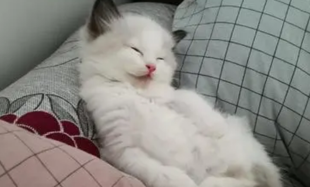 猫咪睡着为什么就动来动去