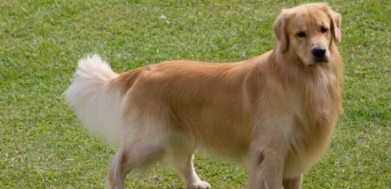 一起来撸狗之智商最大的5种犬！