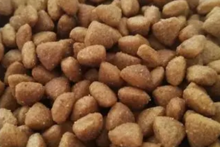 猫粮怎么喂？每天喂猫粮的次数？
