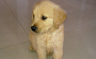 三个月算幼犬吗