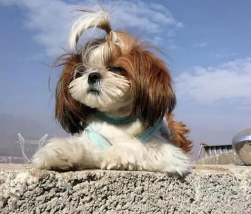 主人为了更好地让狗狗变漂亮,耗尽各种各样染剂染毛发,害狗不浅! 主人为了更好地让狗狗变漂亮,耗尽各种各样染剂染毛发,害狗不浅!