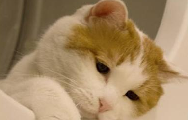 猫咪的心情为什么不好呢怎么回事 猫咪的心情为什么不好呢怎么回事