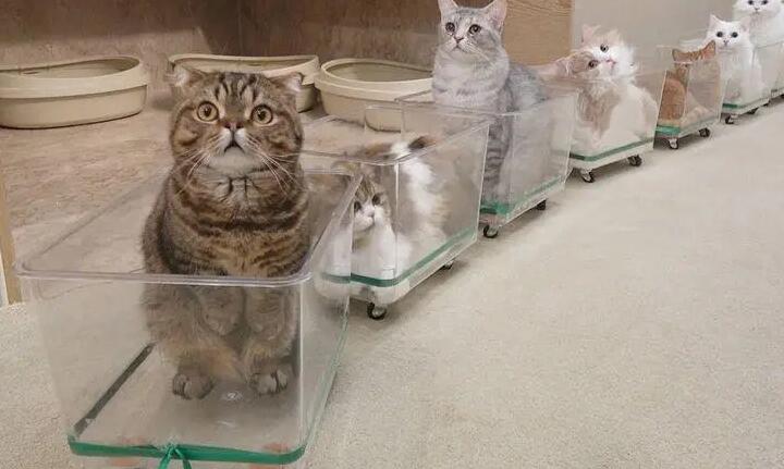 坐火车可以带宠物猫一起坐吗现在