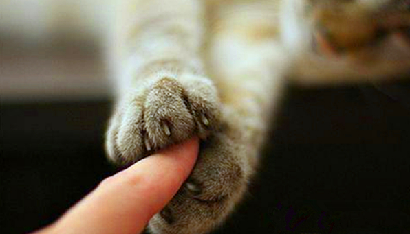 脸部被猫抓伤怕留疤怎么办