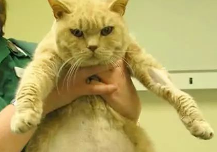 猫传染性腹膜炎是什么病，严重吗？来看看吧