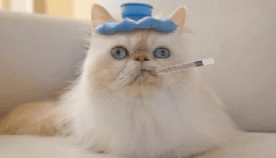 怎么判断猫咪是否发烧?猫咪发烧会自愈吗? 怎么判断猫咪是否发烧?猫咪发烧会自愈吗?