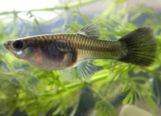 孔雀鱼死前10个征兆