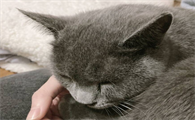 英短猫感冒咳嗽怎么治好
