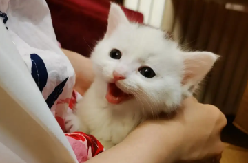 猫咪在家中不停叫怎么回事