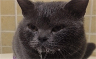 猫咪洗澡后为什么流口水了