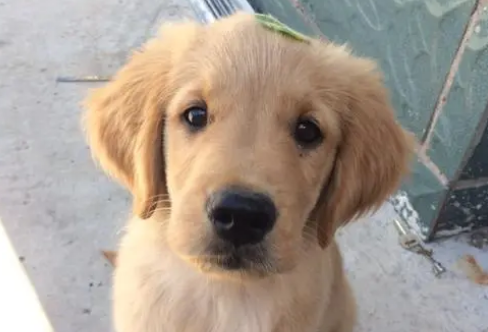 幼犬一般是指多大的狗