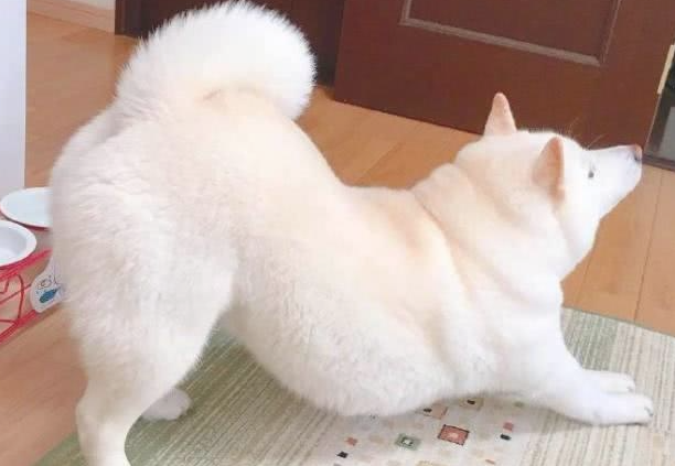 为何狗狗会翘屁股呢?原来是这样~ 为何狗狗会翘屁股呢?原来是这样~
