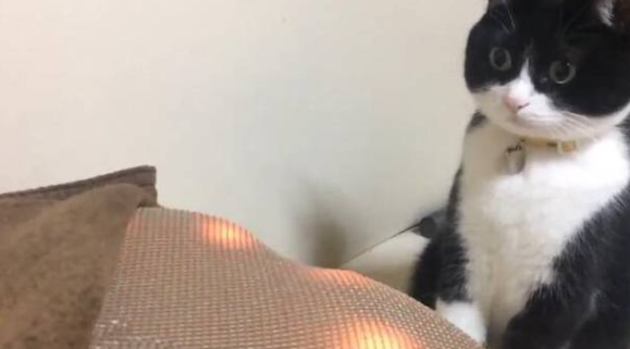 新买的按摩垫被猫咪霸占，猫咪的反应让主人笑喷 