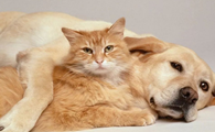 为什么狗比猫咪聪明