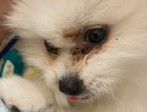 怎么给狗狗除去泪痕呢?一起来看看! 怎么给狗狗除去泪痕呢?一起来看看!