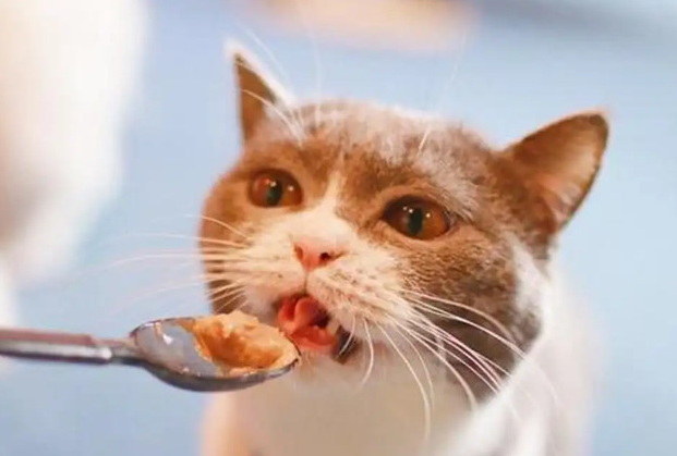 穷人养猫法怎么养猫?想养的看过来 穷人养猫法怎么养猫?想养的看过来