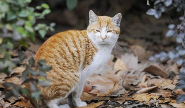 十日观察法适用于猫吗