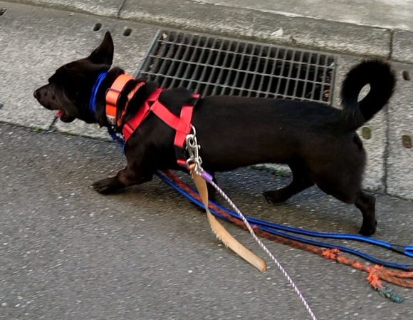 狗狗为何爱咬牵引绳？几个最普遍缘故及解决方案