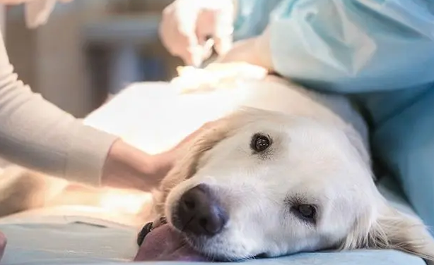 萌宠小知识:母犬子宫炎的病因与治疗方法是什么? 萌宠小知识:母犬子宫炎的病因与治疗方法是什么?
