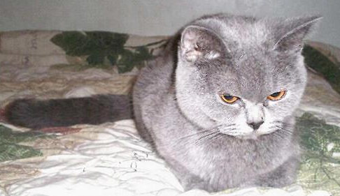 英国短尾猫易患哪些疾病？英国短尾猫易患哪些疾病症状