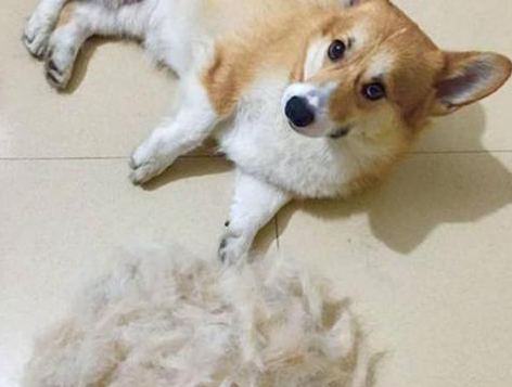 狗狗换毛季，我们要注意哪些细节？