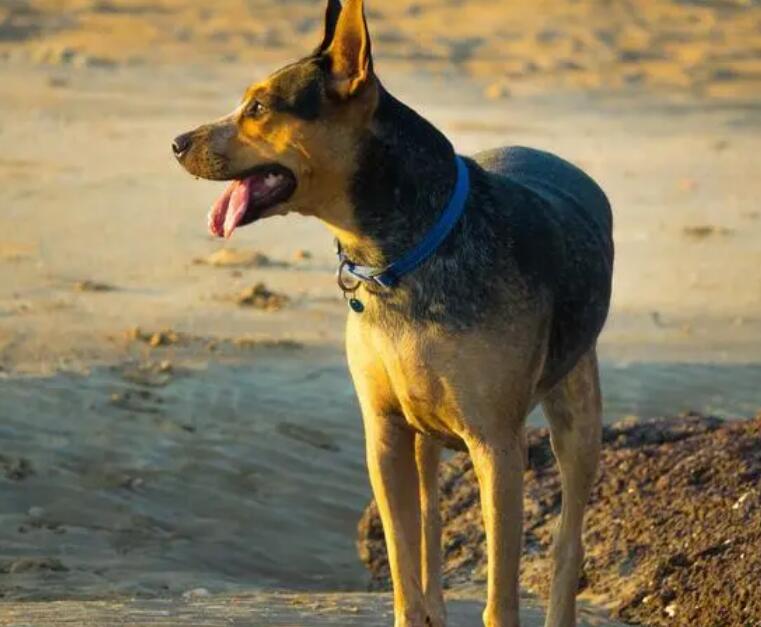 德国牧羊犬的关节炎能好么，德国牧羊犬的关节炎多长时间能消