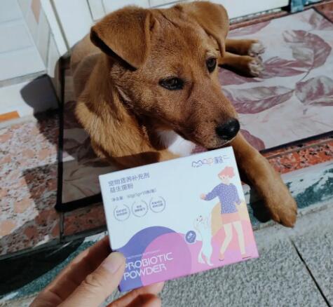 狗狗挑食吃益生菌粉有用吗?宠主看一看 狗狗挑食吃益生菌粉有用吗?宠主看一看