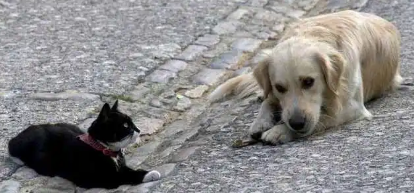 狗狗为什么会害怕猫咪呢 狗狗为什么会害怕猫咪呢