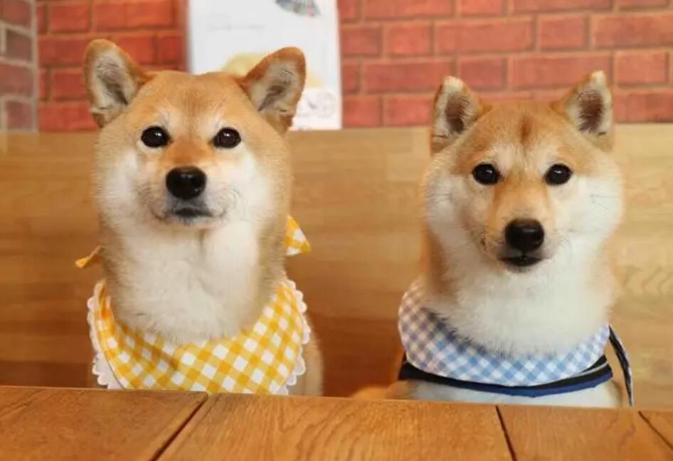养了3个月的柴犬,碰到了磨牙齿期,铲屎官应当怎样防止? 养了3个月的柴犬,碰到了磨牙齿期,铲屎官应当怎样防止?