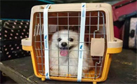宠物狗怎么托运多少钱