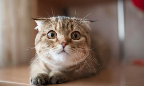 猫咪缺维生素C会怎样?维生素C与猫咪健康! 猫咪缺维生素C会怎样?维生素C与猫咪健康!