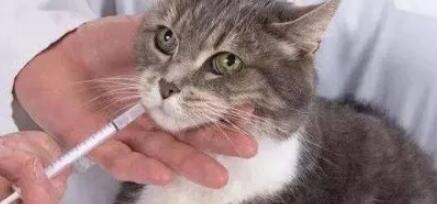 猫用缩宫素间隔多久打一次? 猫缩宫素的用法与用量! 猫用缩宫素间隔多久打一次? 猫缩宫素的用法与用量!