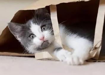 猫咪为何总是打乱家里的东西 猫咪为何总是打乱家里的东西