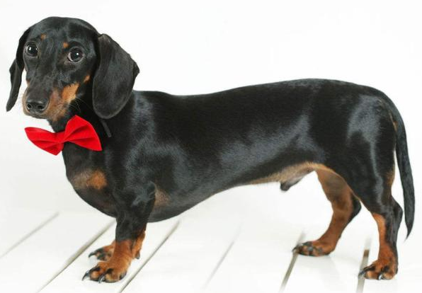 这5种小狗身型不大,归属于"长不大"的迷你狗-宠物网