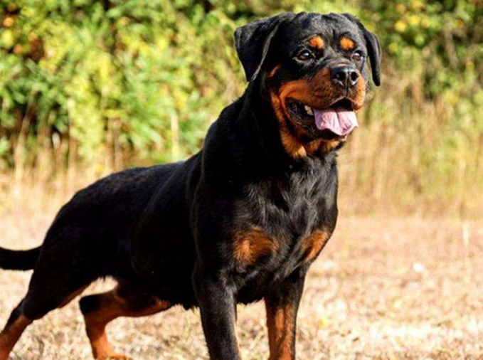 罗威纳犬多少钱一只纯种 罗威纳犬多少钱一只纯种