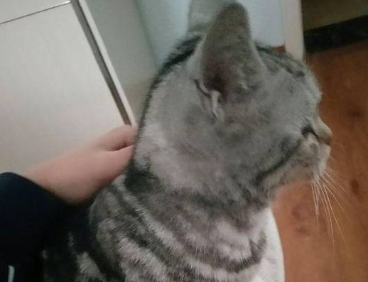 宠主家美短猫咪丢了，主人听了网友建议后，猫猫第二天就被找到了