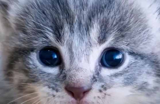 小猫蓝膜没退能认人吗