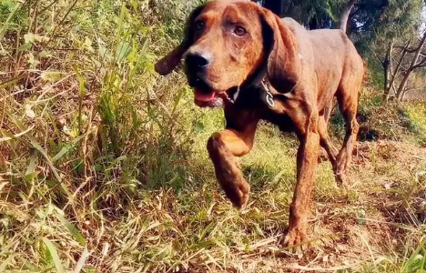 美国普罗特猎犬纯种出售 美国普罗特猎犬纯种出售