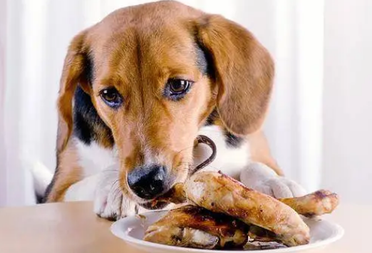 狗狗挑食怎么办?怎么才能改善? 狗狗挑食怎么办?怎么才能改善?