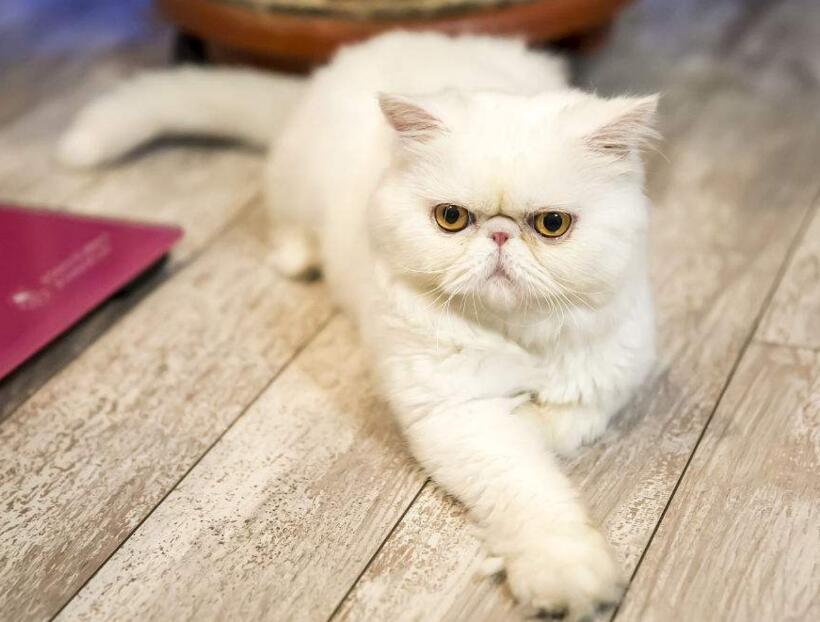加菲猫吃了这些东西会死?加菲猫的饮食禁忌!(加菲猫吃东西不怎么能吃到)