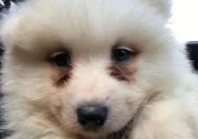 狗狗有泪痕咋办？5招教你轻轻松松处理！