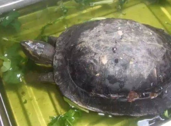 今日分享:黄头庙龟吃什么长得快? 今日分享:黄头庙龟吃什么长得快?