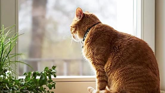 猫的血型有哪些?猫型血是什么 猫的血型有哪些?猫型血是什么