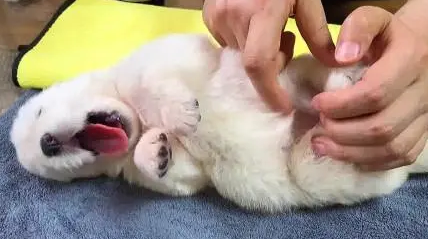 小狗老是挠痒痒是为什么呢
